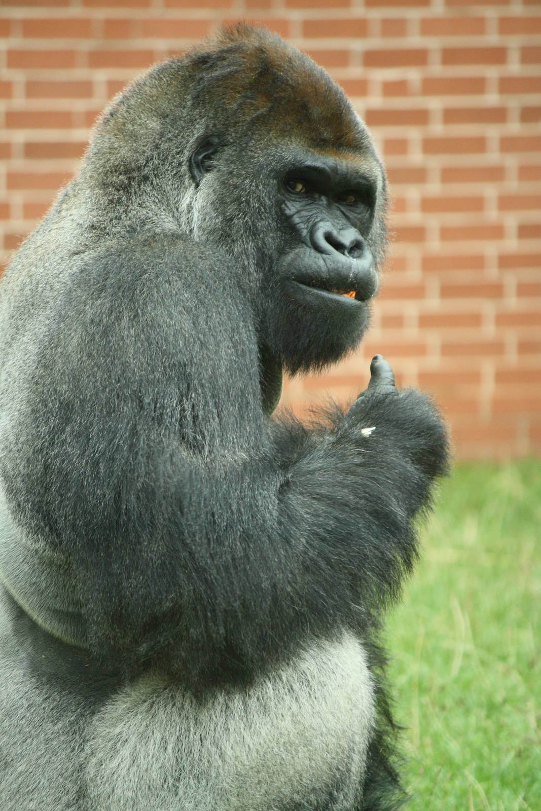 Boulas 24 August 2010