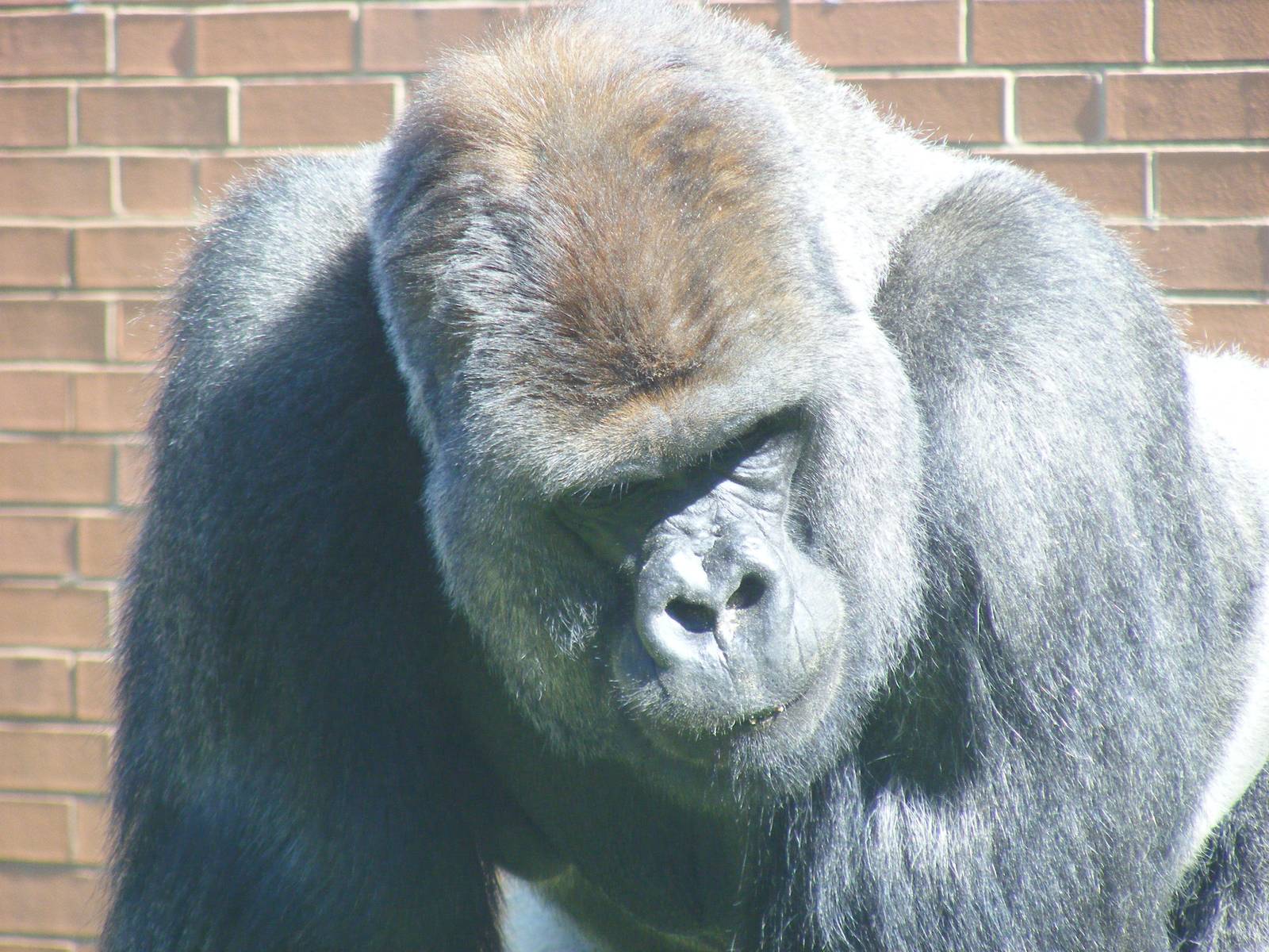 Boulas the gorilla at Twycross Zoo, 29 August 2010
