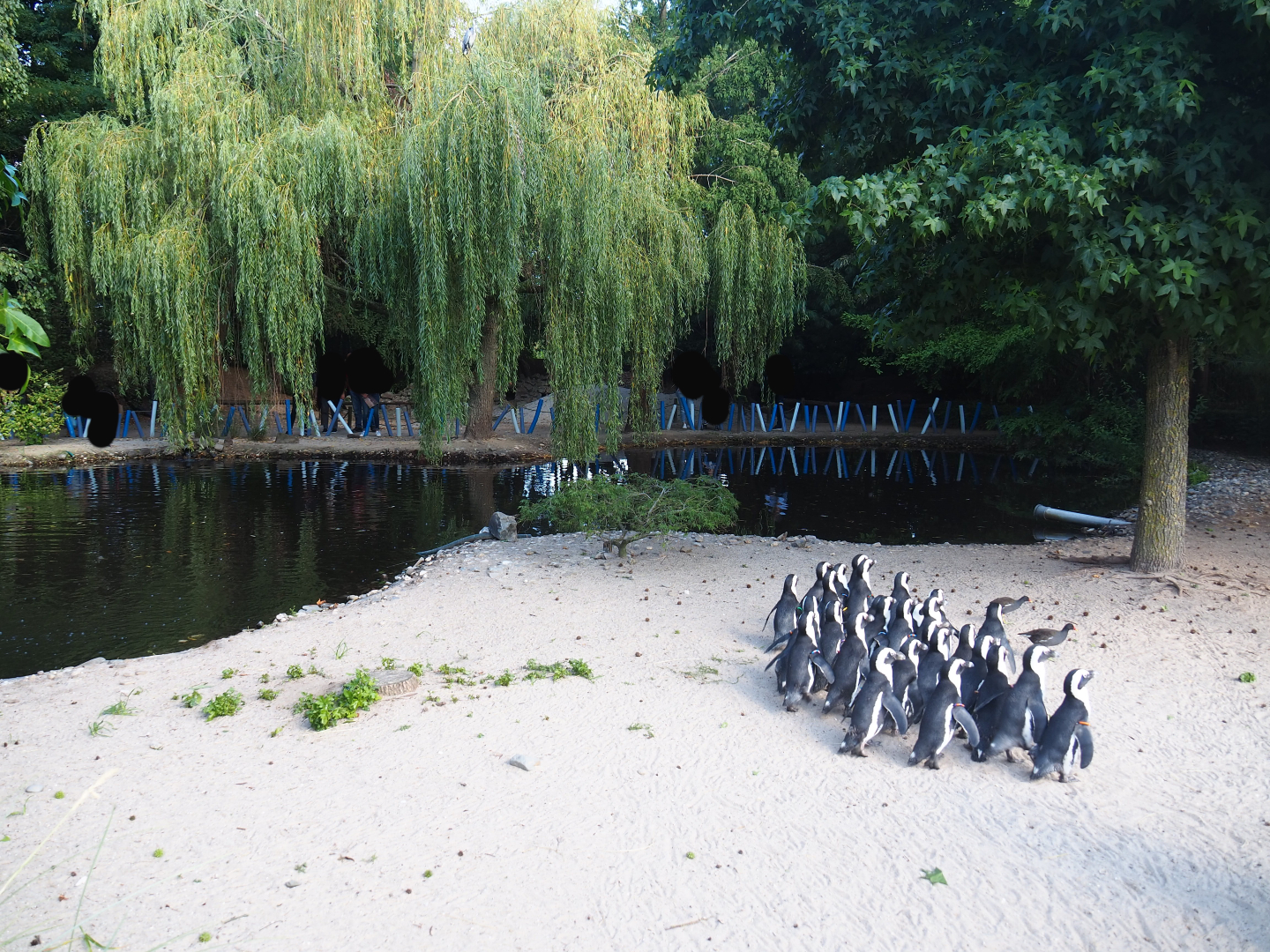 Boulders Beach - African black-footed penguin exhibit, 2019-06