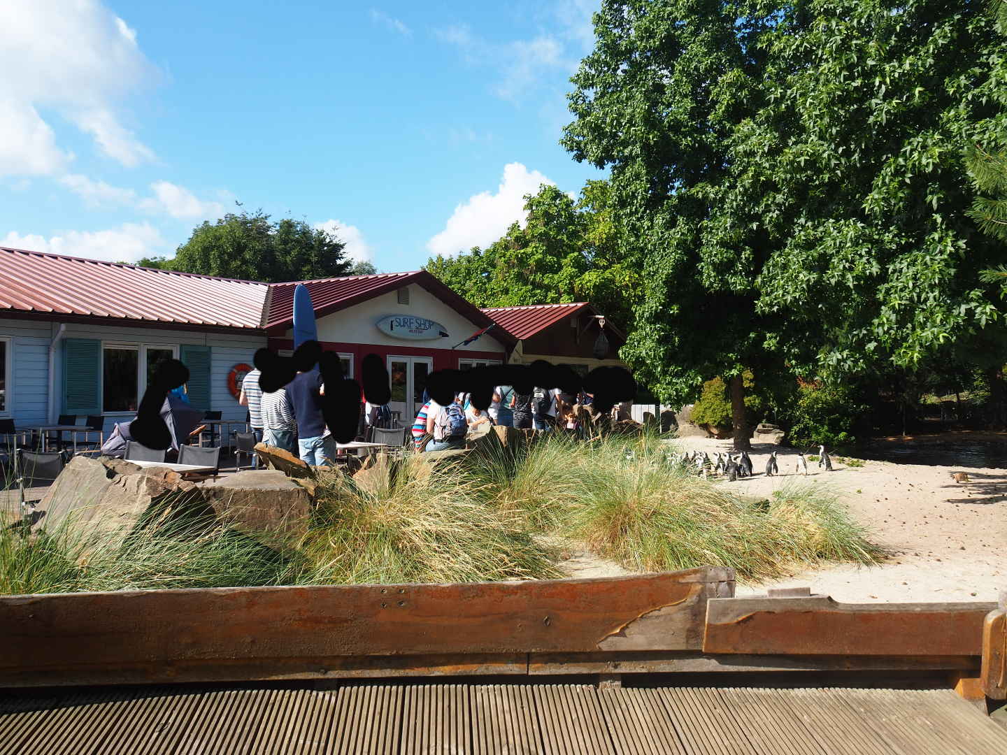 Boulders Beach - African black-footed penguin exhibit and terrace area near main building, 2019-06