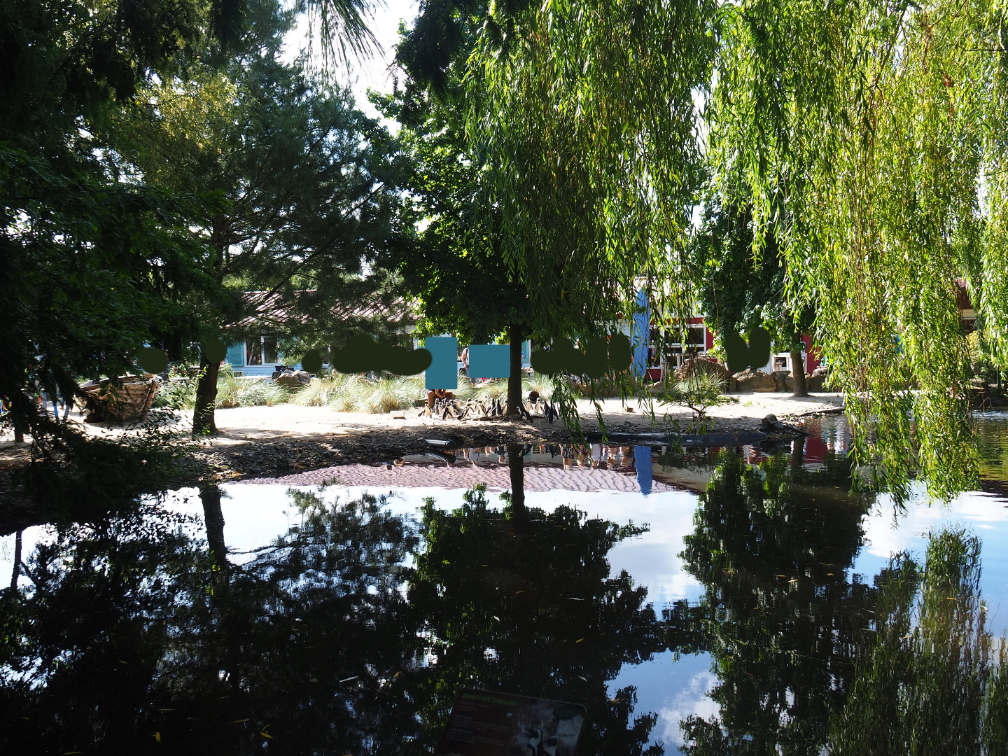 Boulders Beach - African black-footed penguin walk-through exhibit, 2019-08-11