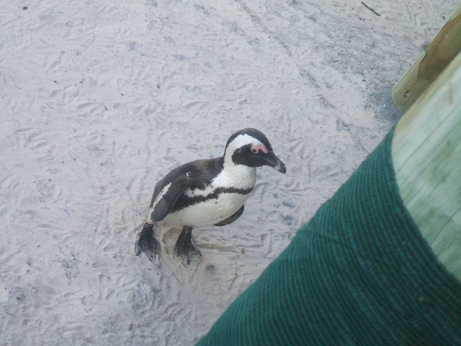 Boulders Beach - African penguin