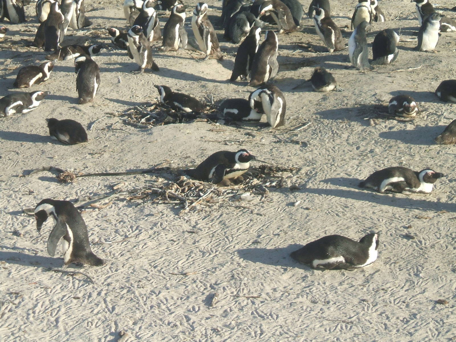 Boulders Beach - African penguin