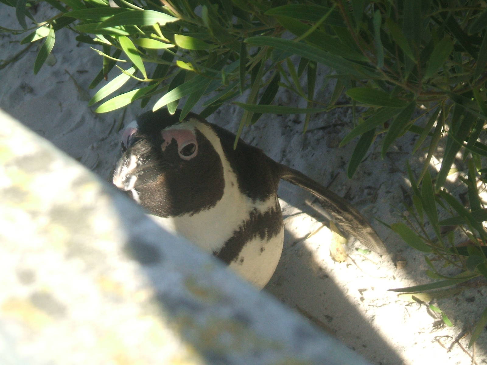 Boulders Beach - African penguin