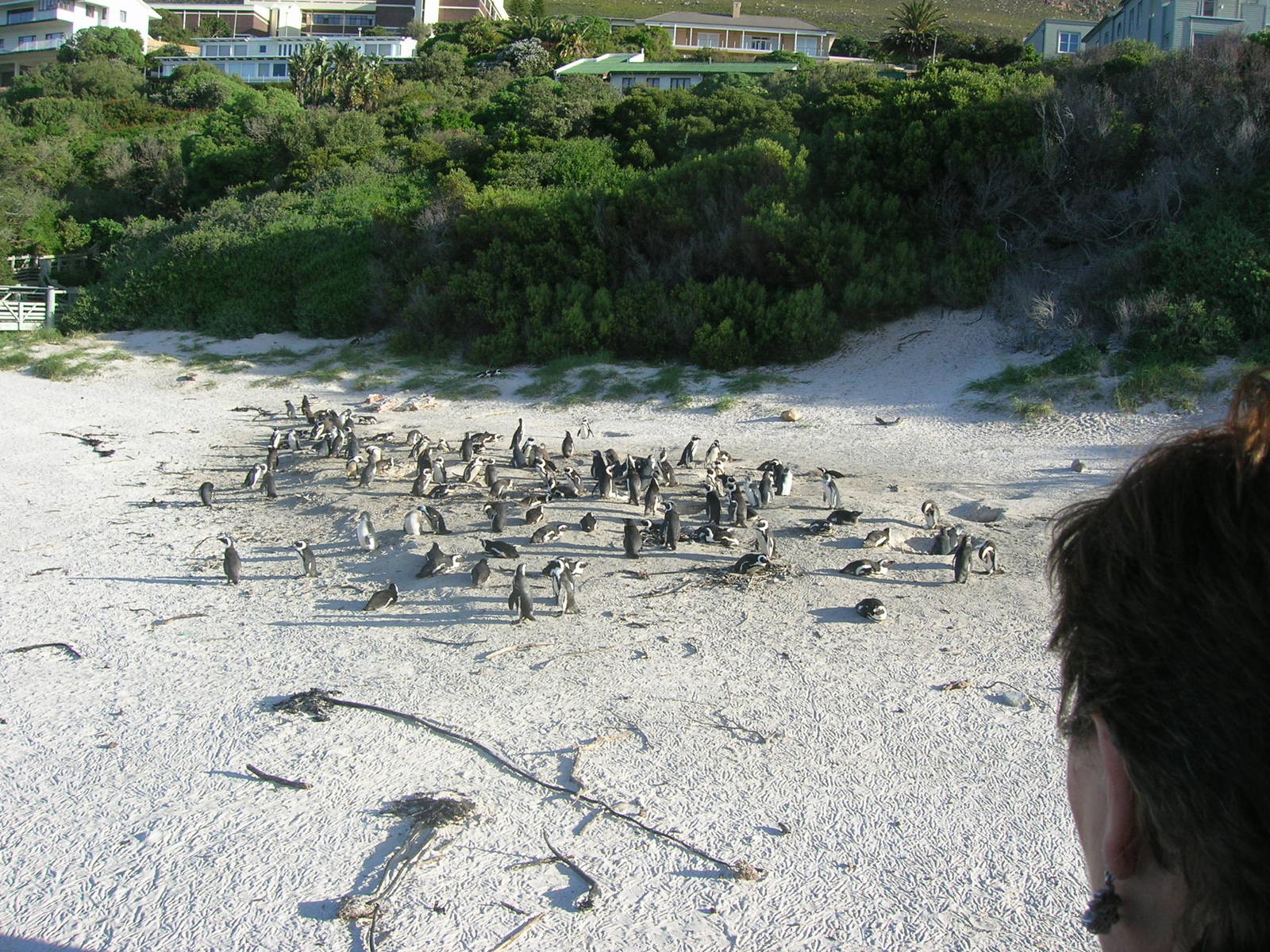 Boulders Beach - African penguin