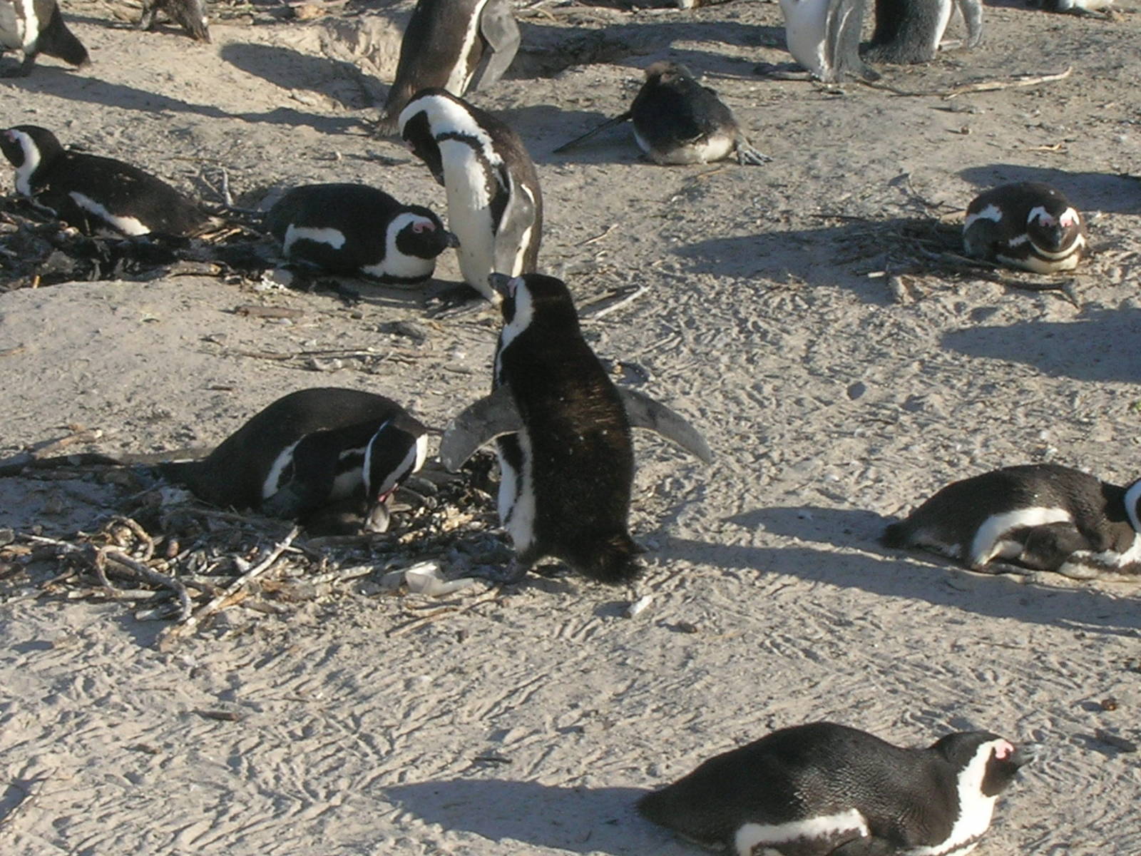 Boulders Beach - African penguin