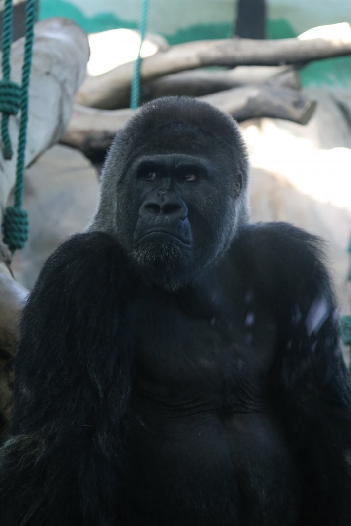 Bouleman the Gorilla (c.1972-2017.11.27), June 2015