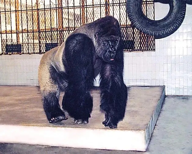 “Bouleman”The Western Lowland Gorilla（Gorilla Gorilla Gorilla）
