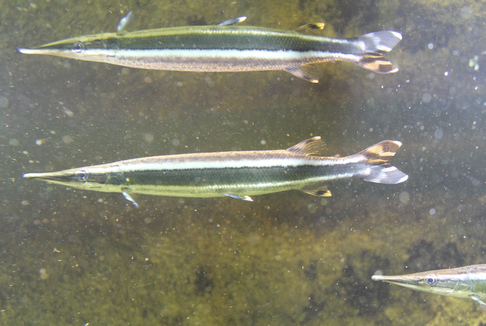 Boulengerella lateristriga