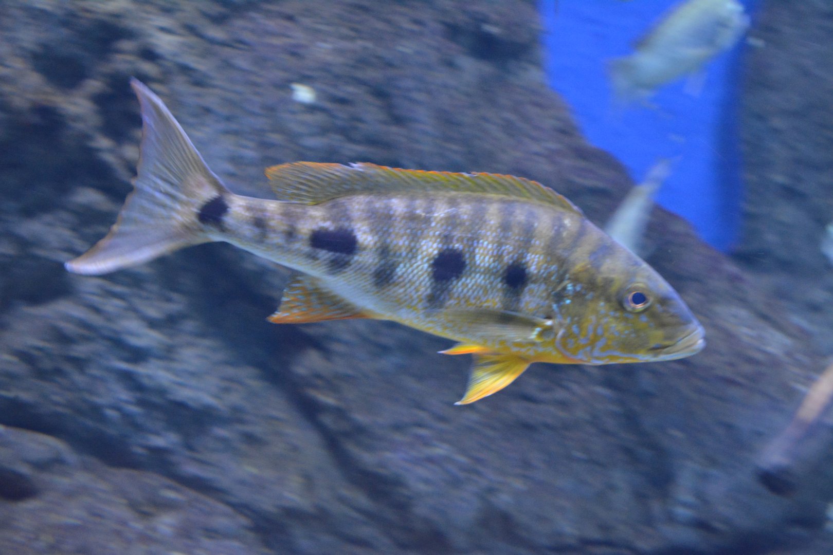 Boulengerochromis microlepis