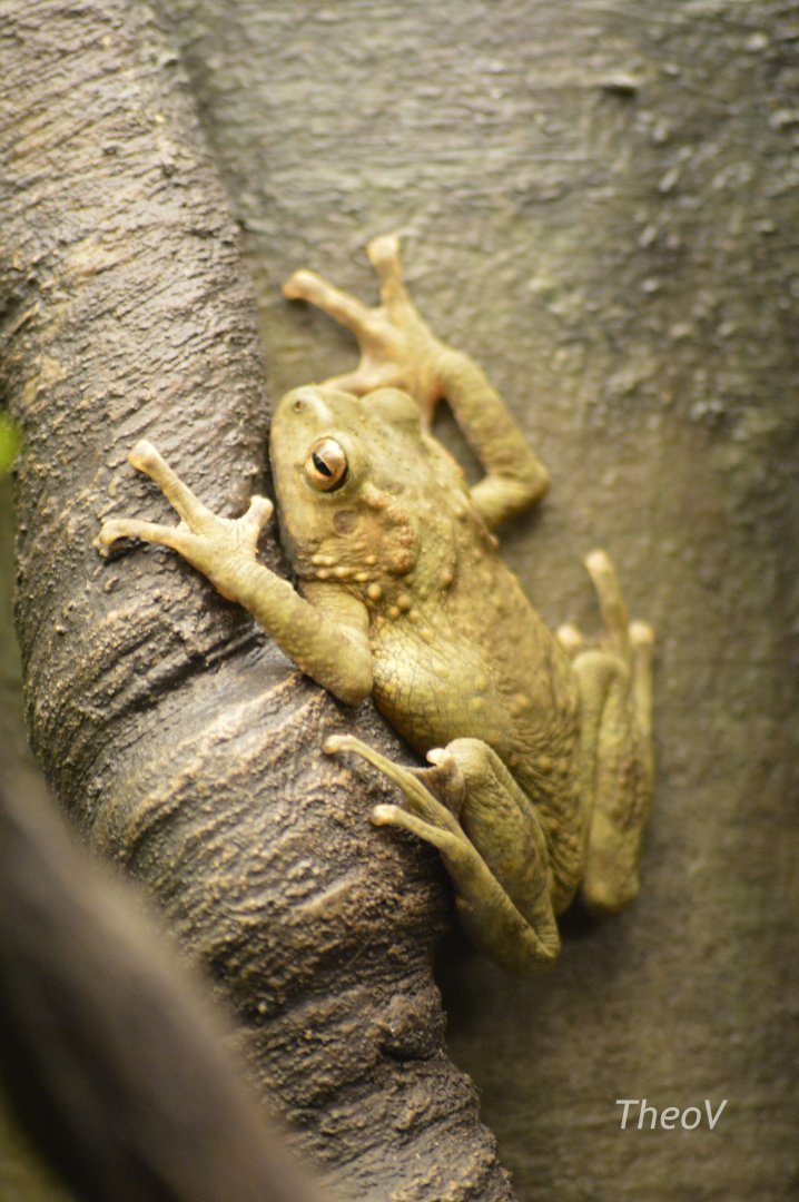Boulenger's Asian tree toad [2017]