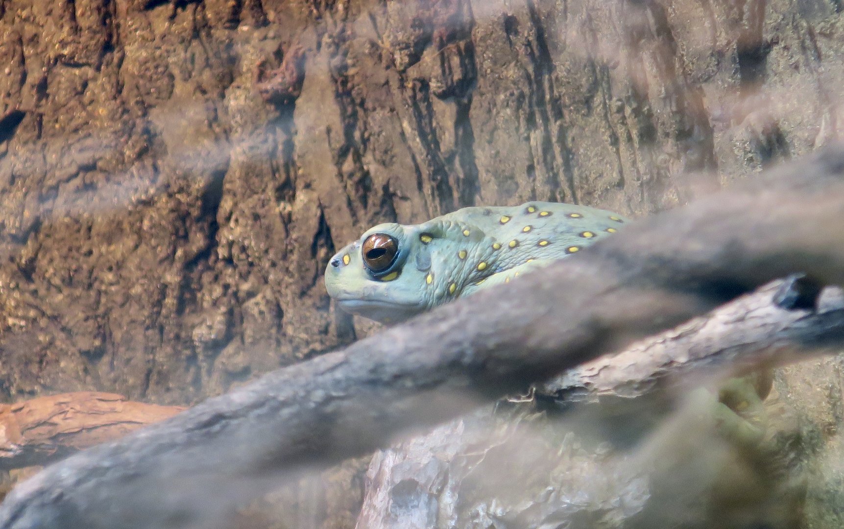 Boulenger's Asian Tree Toad (Rentapia hosii)