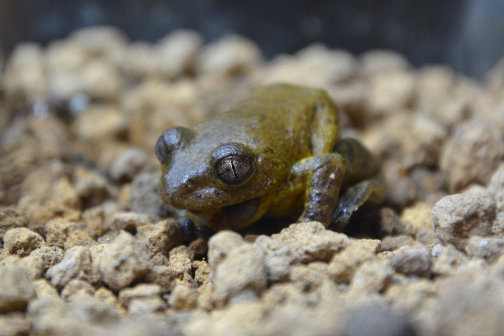 Boulenger's bush frog (Phlyctimantis boulengeri)