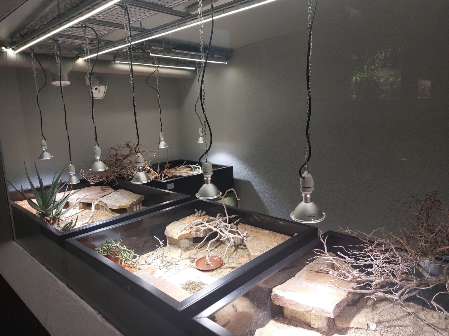 Boulenger's cape tortoise