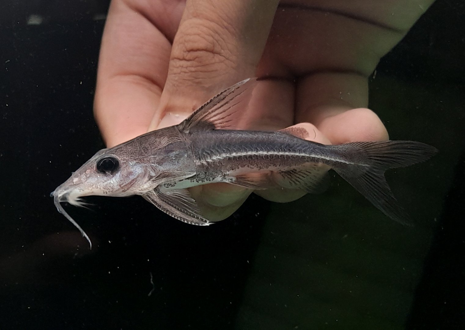 Boulenger's Mouse Catfish (Hemidoras boulenegeri)