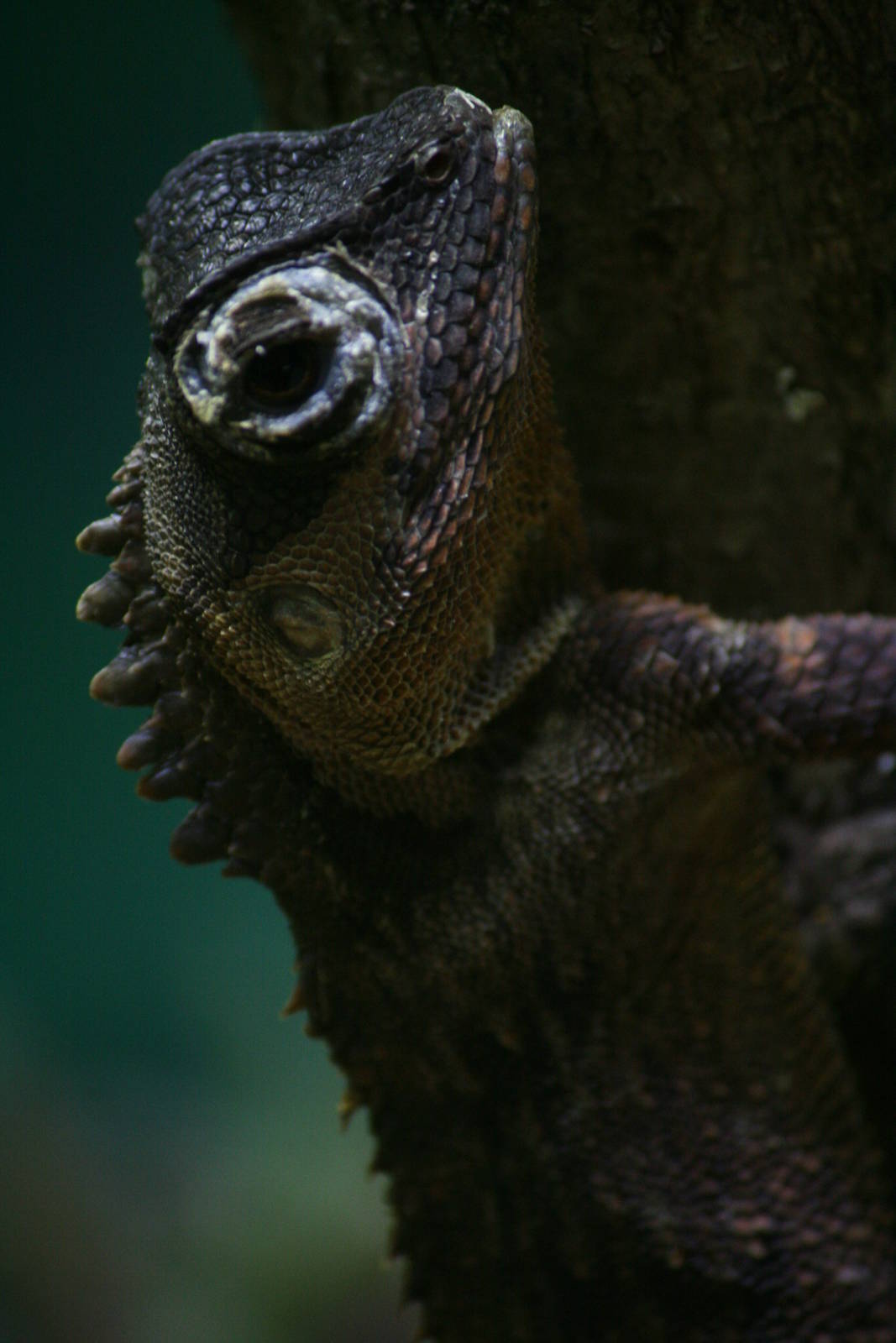 Boulenger's pricklenape