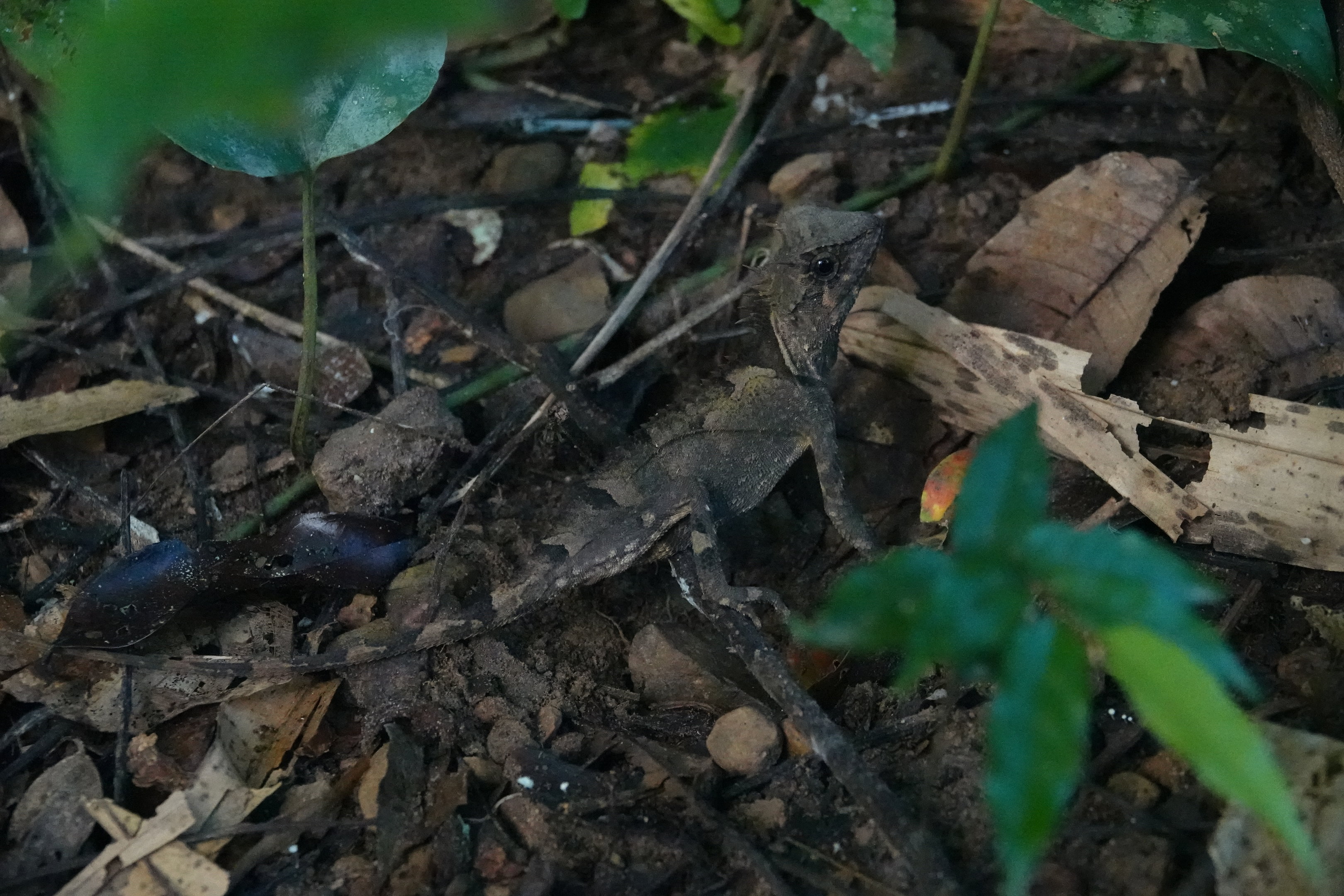 Boulenger's Pricklenape