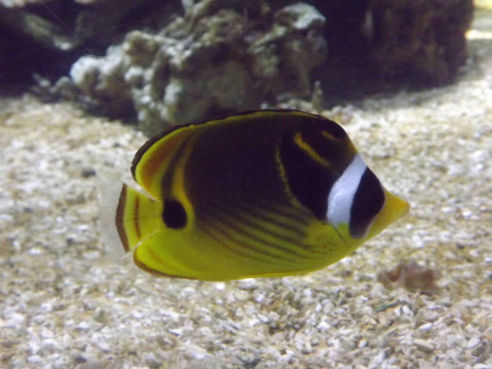 Boulogne-Lille_2011_002