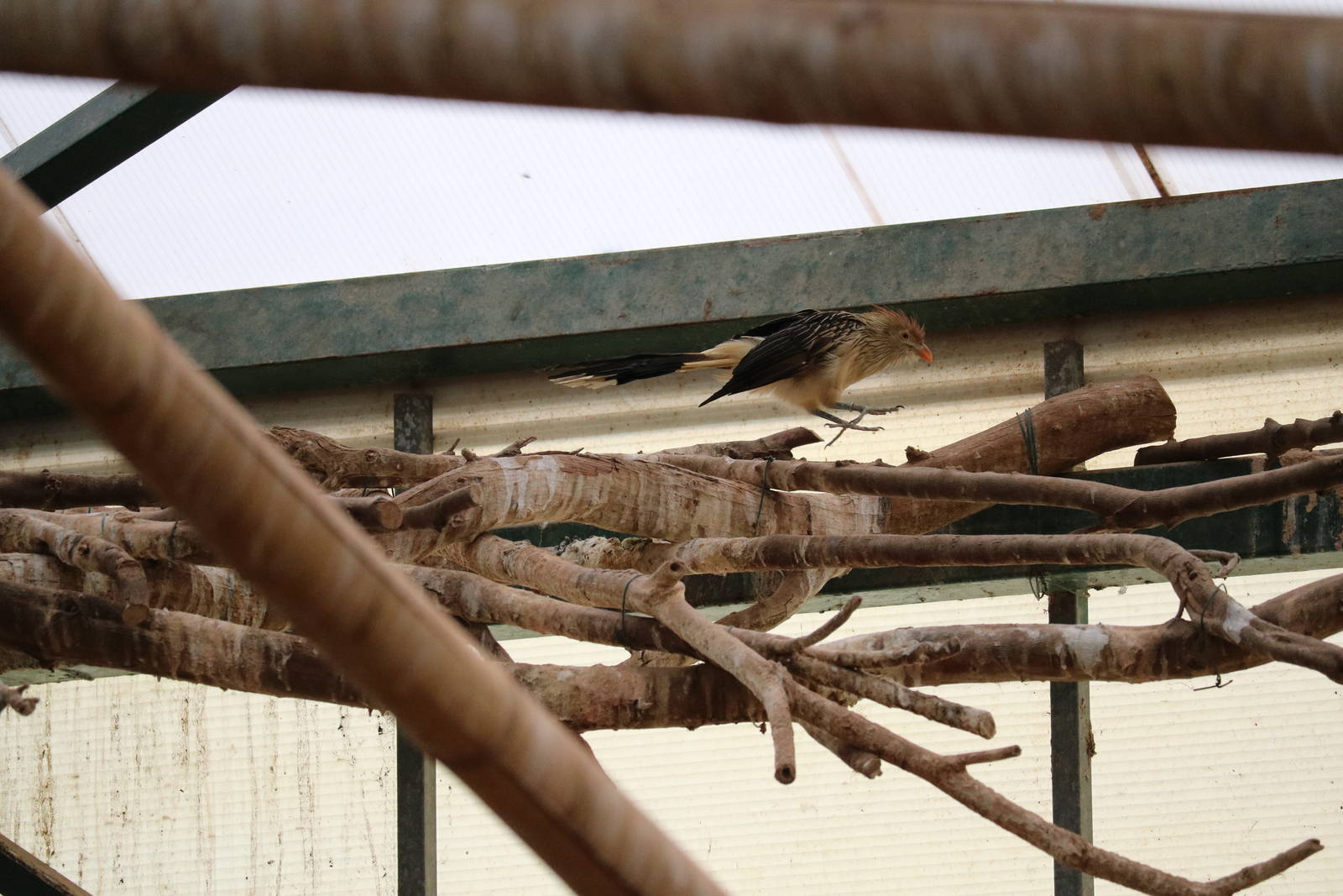 Bounding guira, February 2016