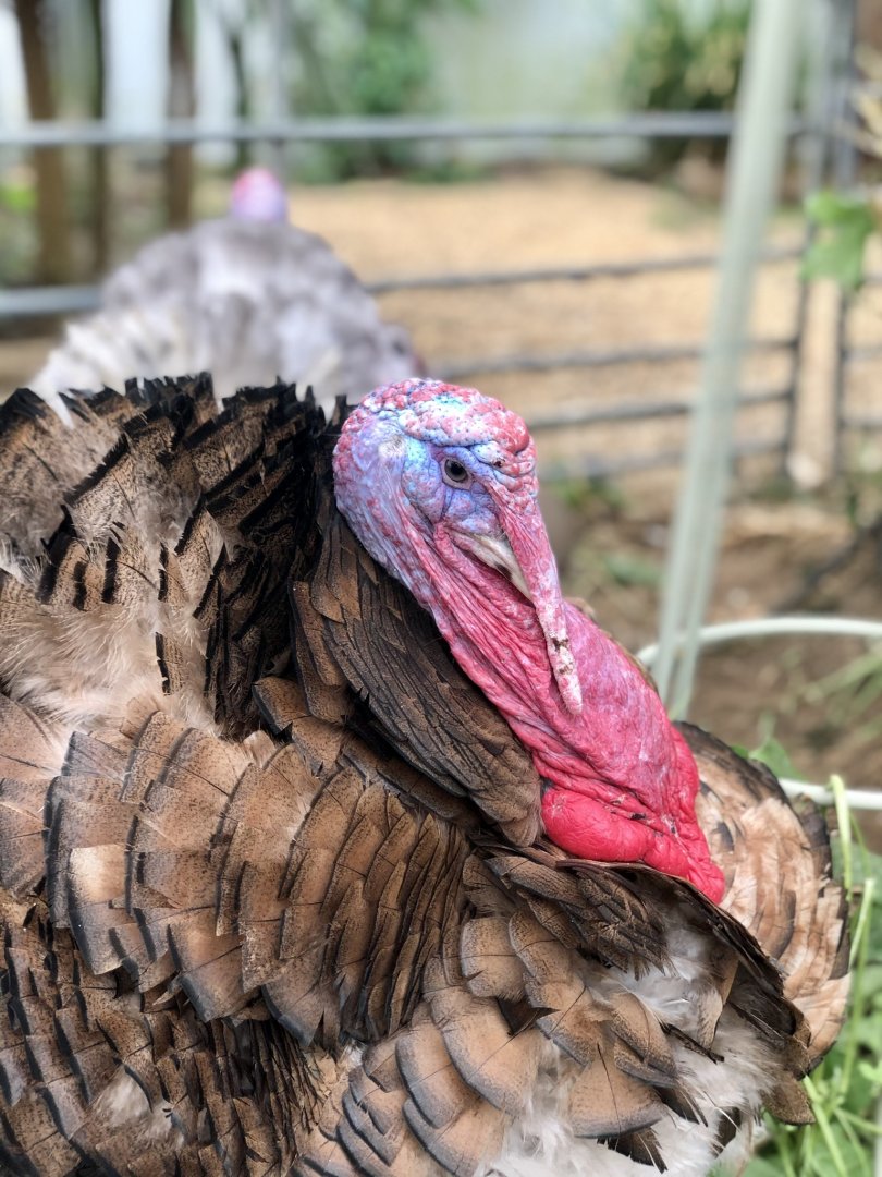 Bourbon red turkey, Gerard