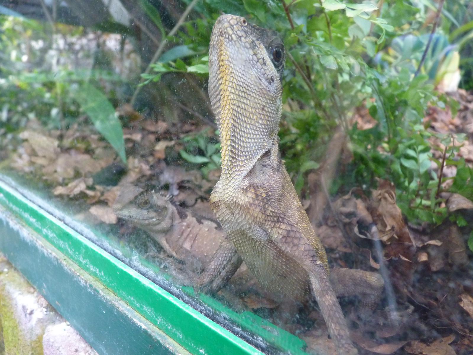 Bourengers Horned-Headed Lizards