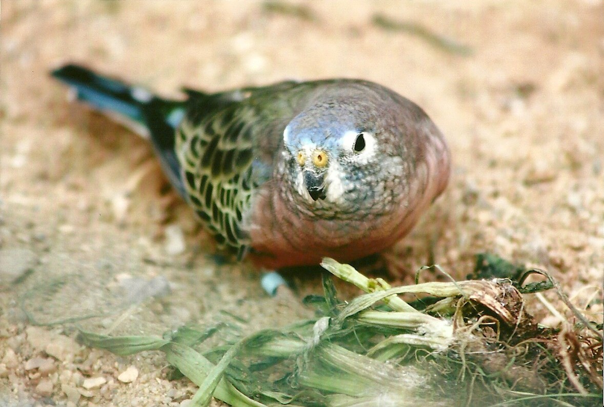 Bourke's Parakeet 14th September 2012