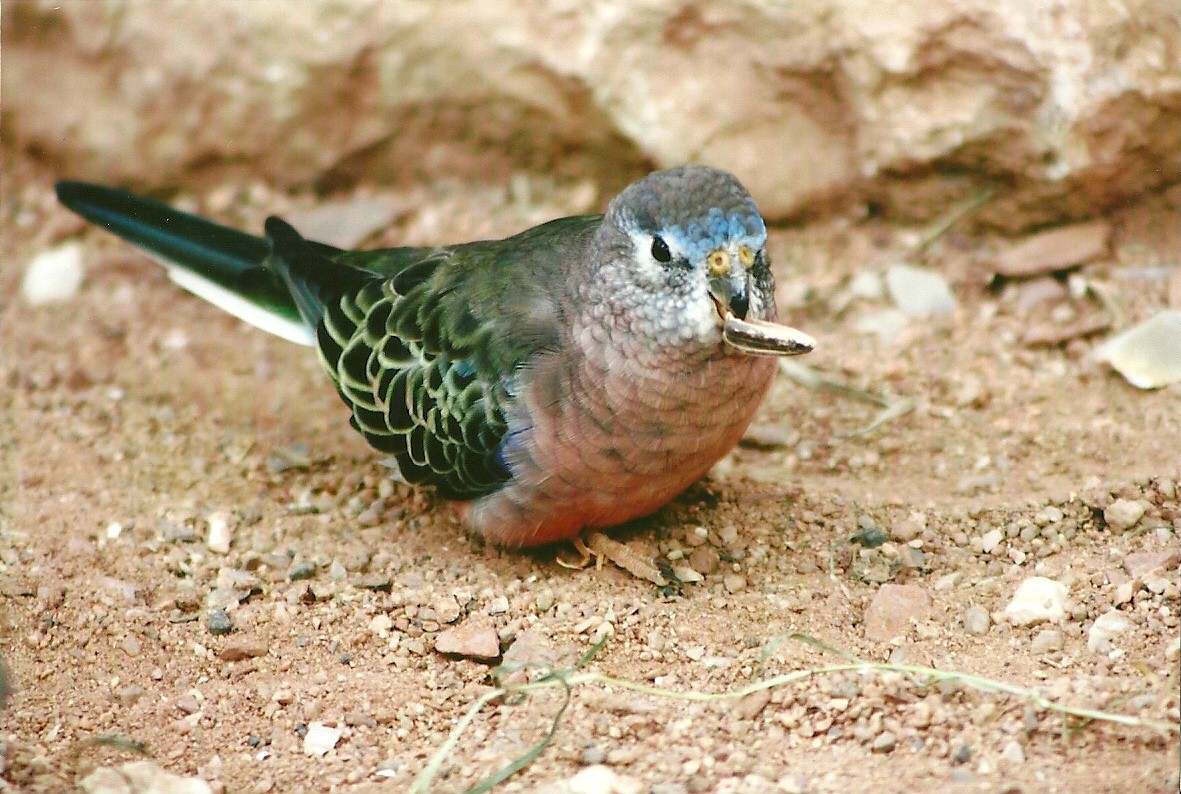 Bourke's Parakeet 14th September 2012