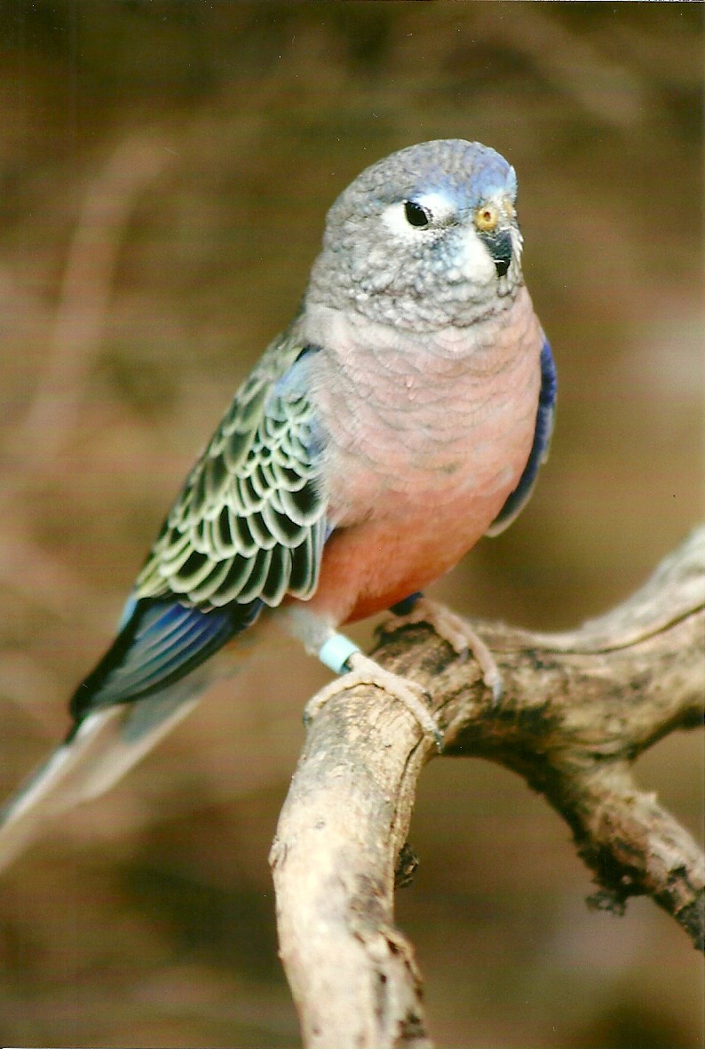 Bourke's Parakeet 14th September 2012