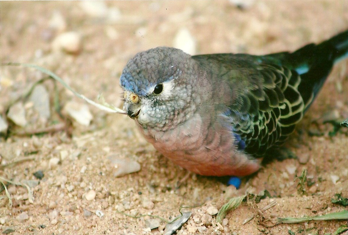 Bourke's Parakeet 14th September 2012