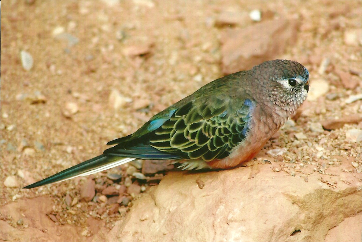 Bourke's Parakeet 14th September 2012