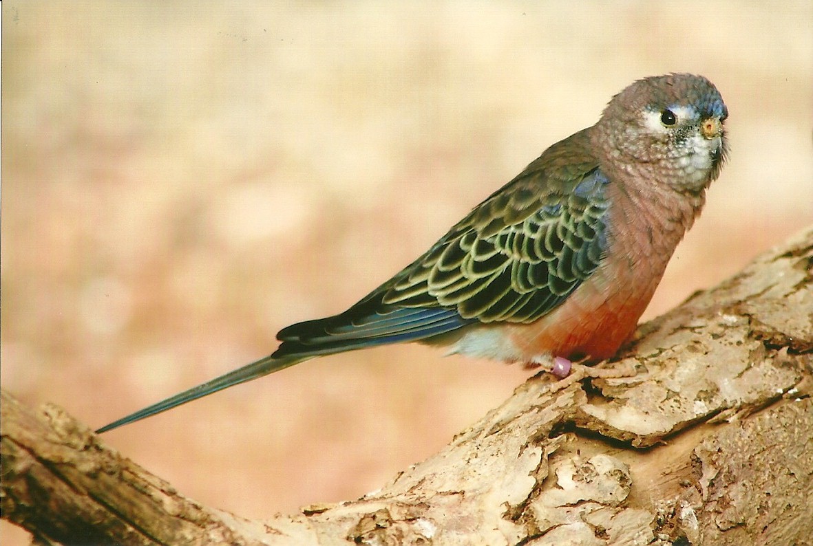 Bourke's Parakeet 14th September 2012