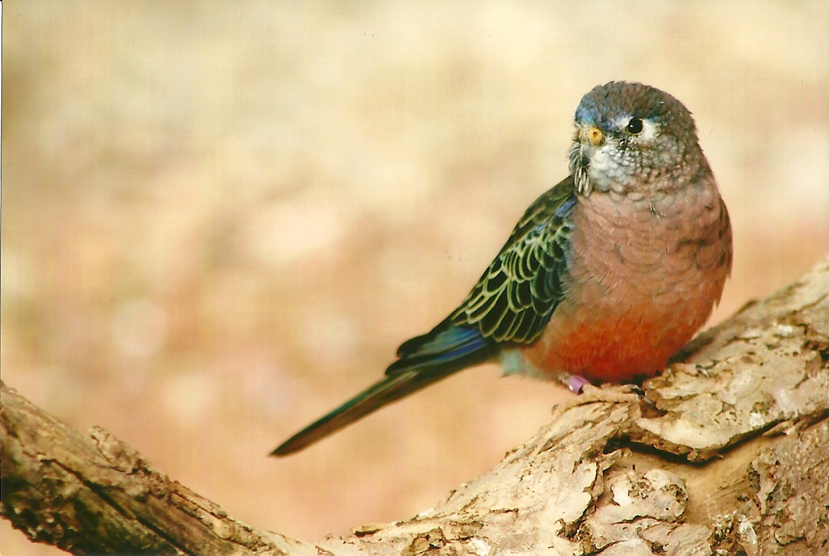 Bourke's Parakeet 14th September 2012