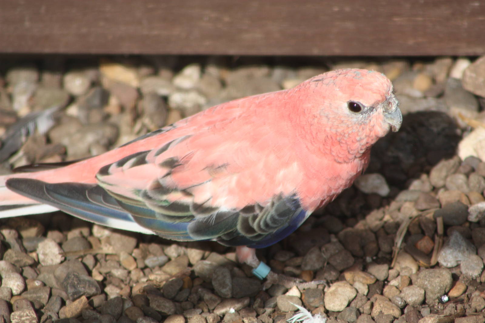 Bourke's Parakeet, 26th May 2014