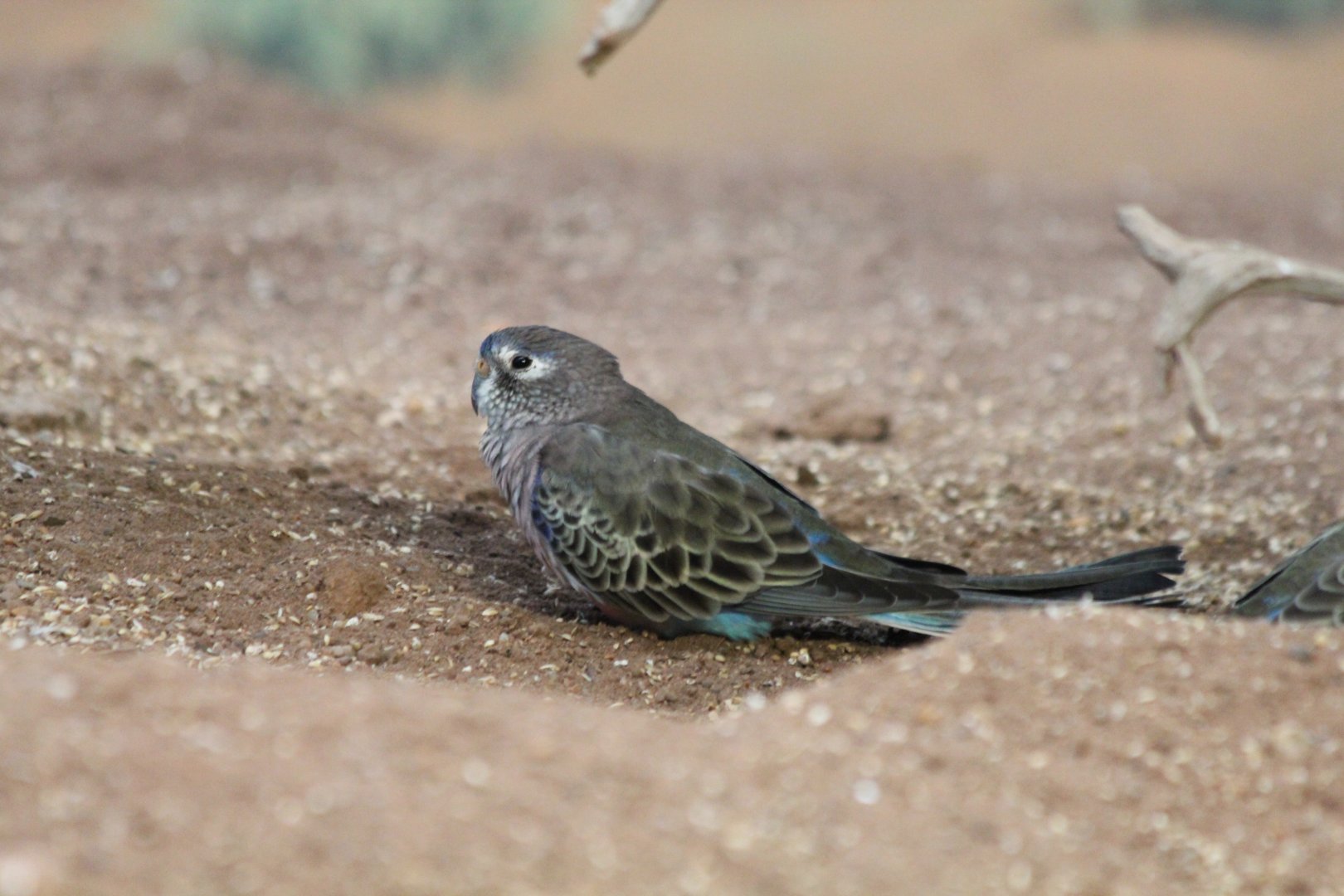 Bourke's Parakeet - Oct 2017