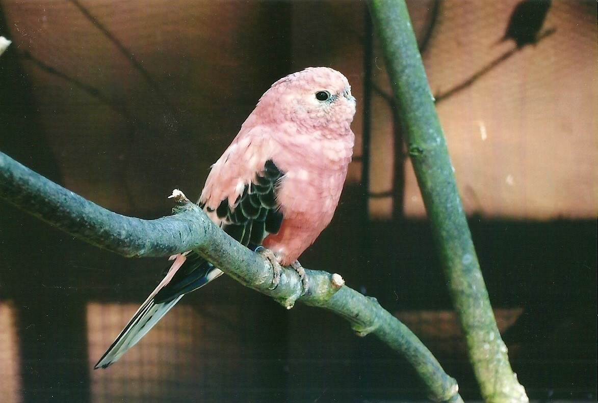 Bourke's Parakeet, Spring 2013
