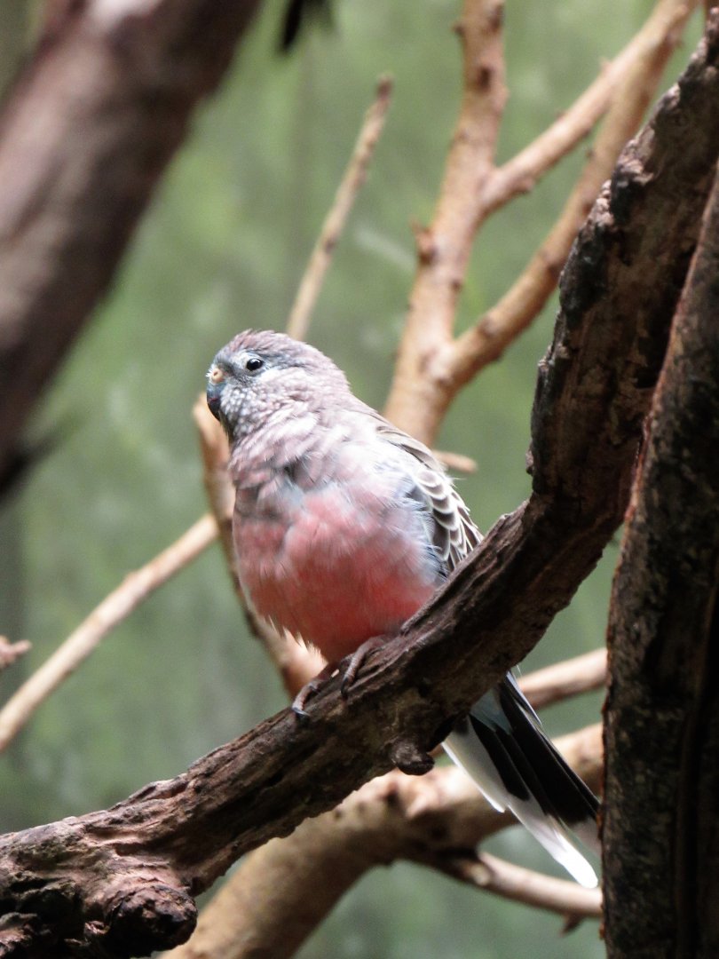Bourke's parakeet