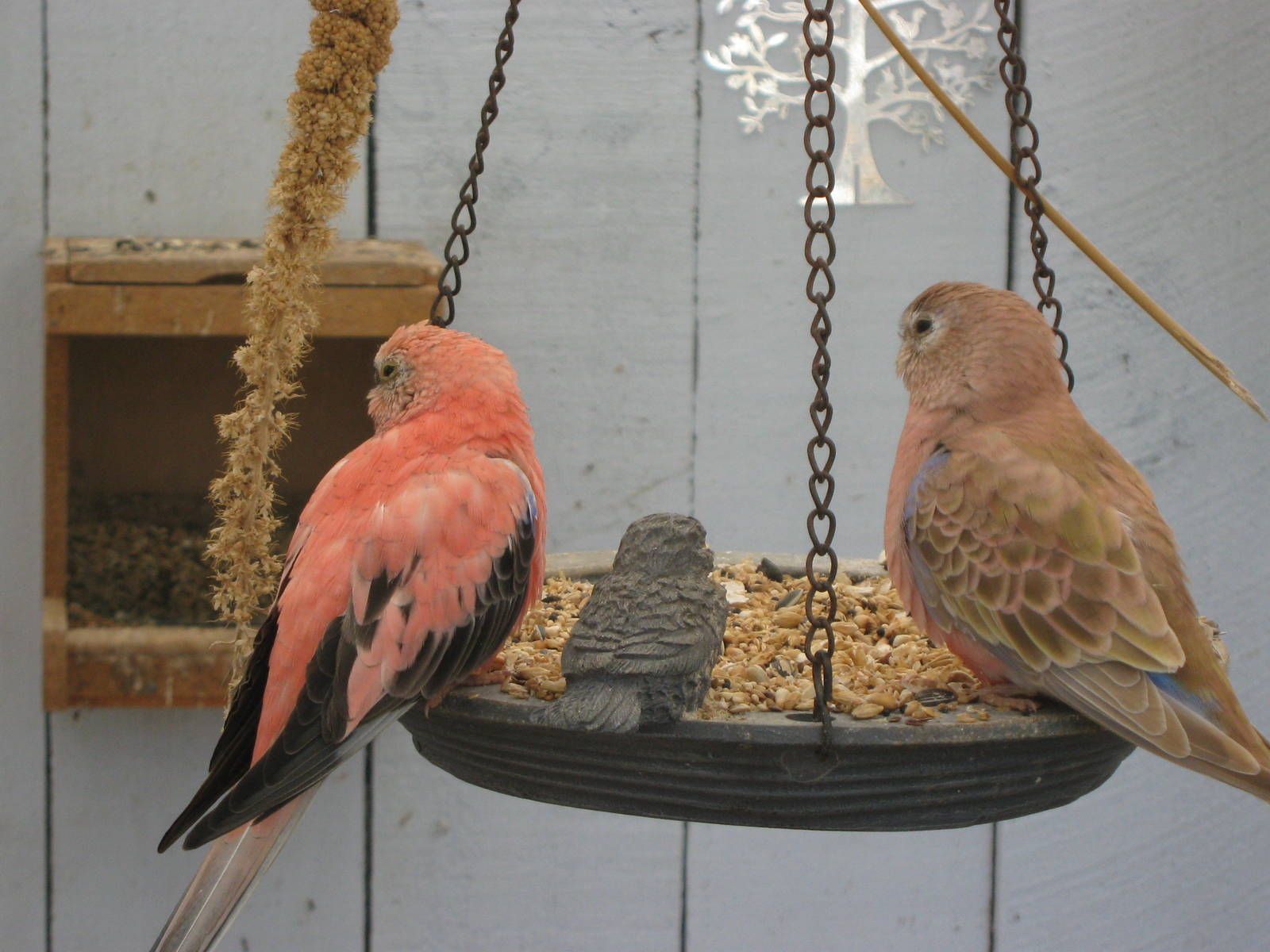 Bourkes parakeets (Neophema bourkii)