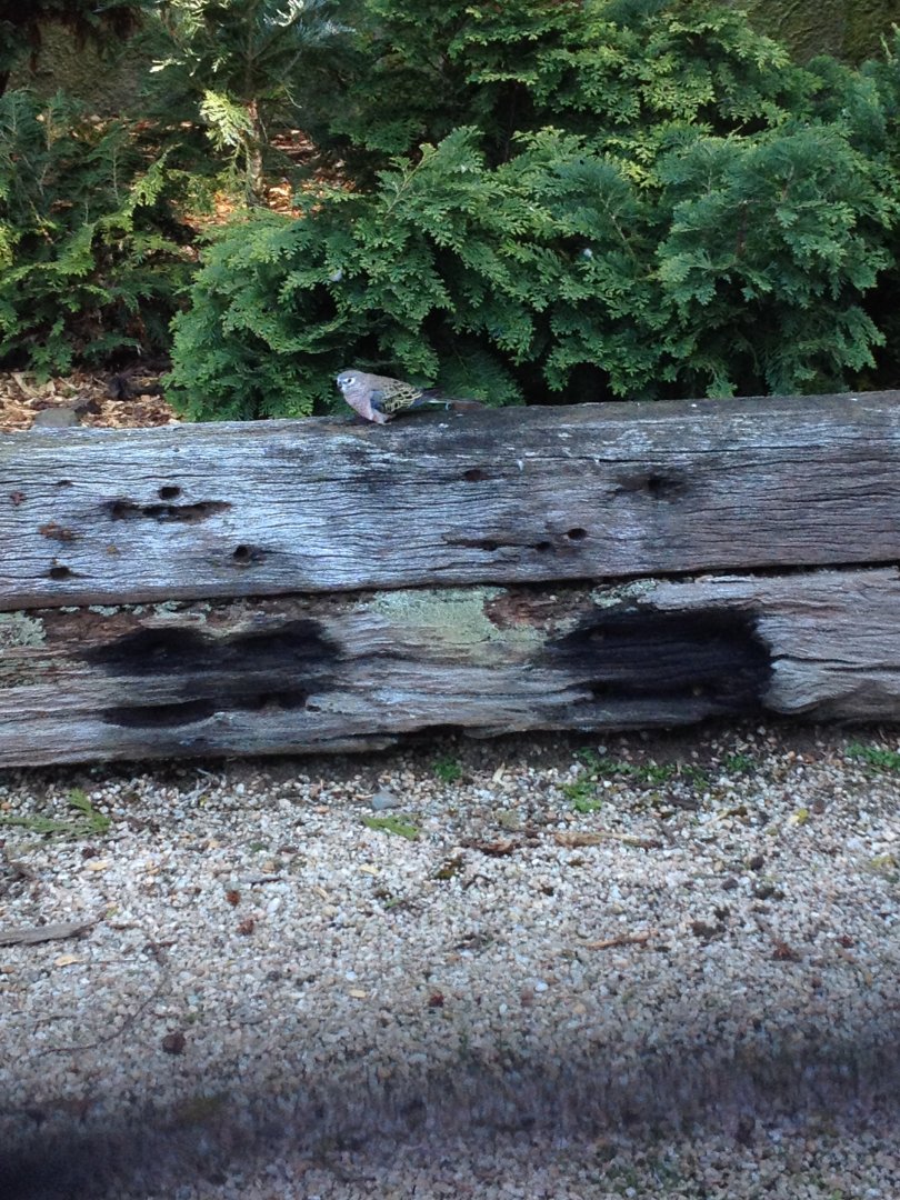 Bourke's Parrot (Neopsephotus bourkii)