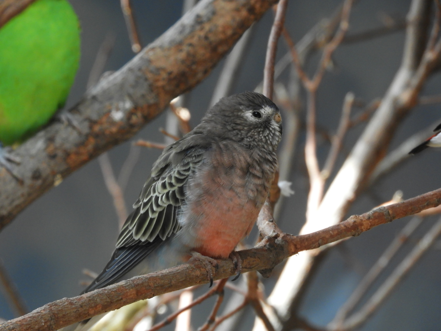 Bourke's Parrot (Neopsephotus bourkii)