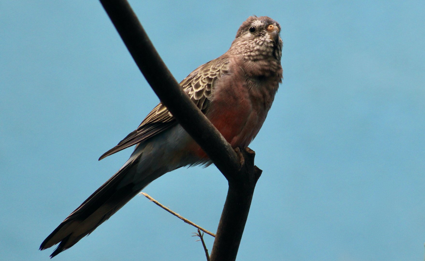 Bourke's Parrot (Neopsephotus bourkii)
