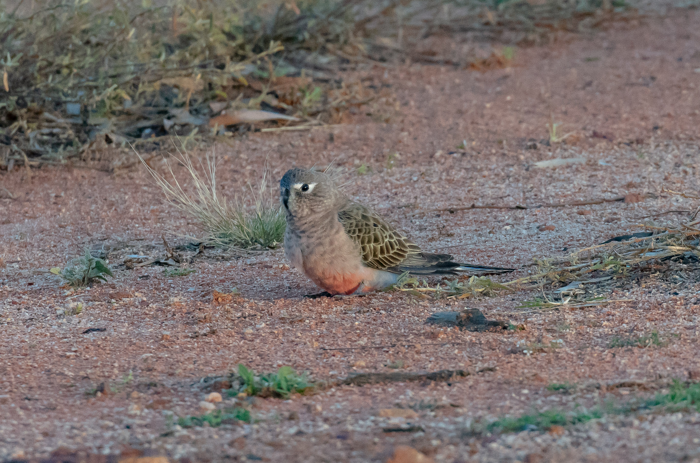 Bourke's Parrot