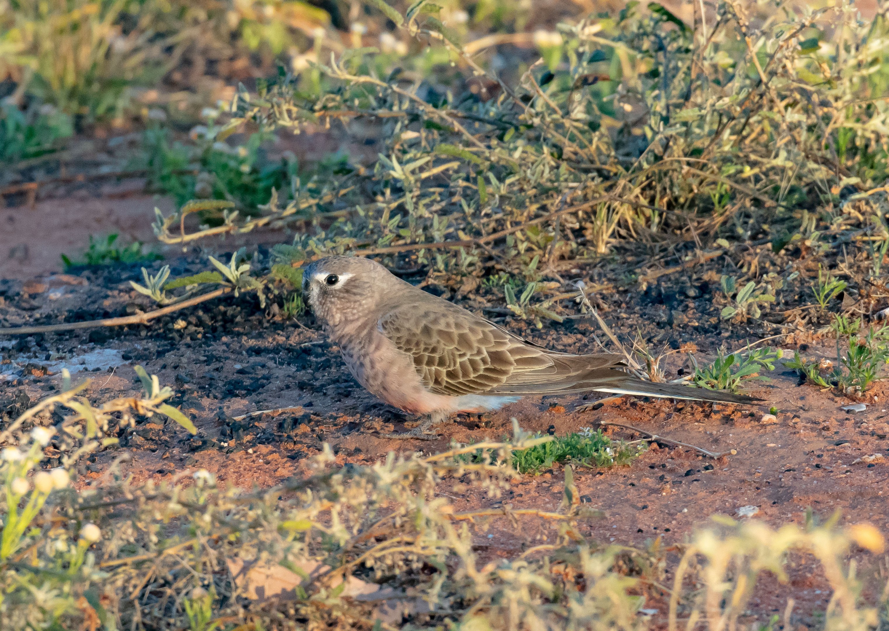 Bourke's Parrot