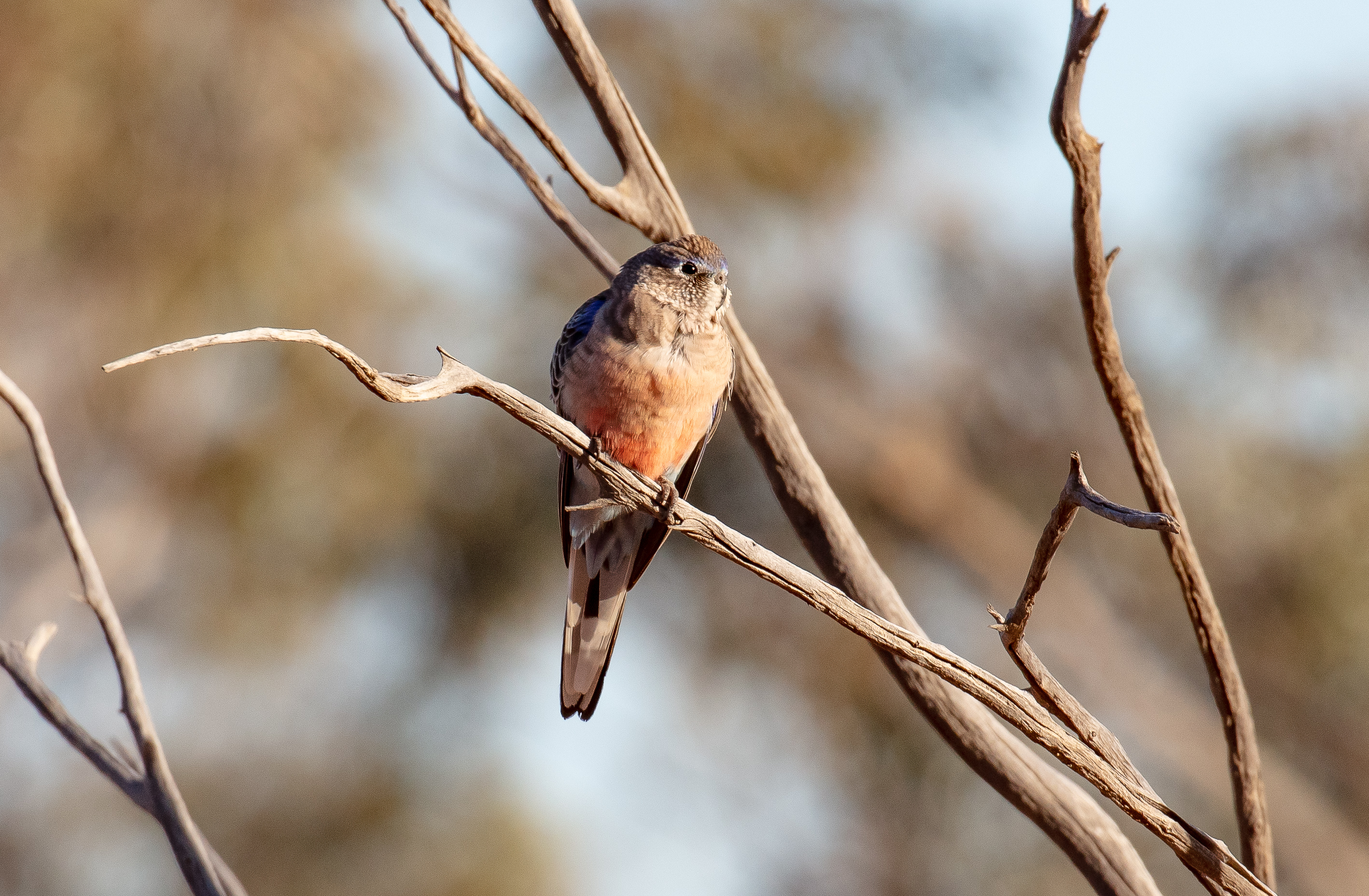 Bourke's Parrot