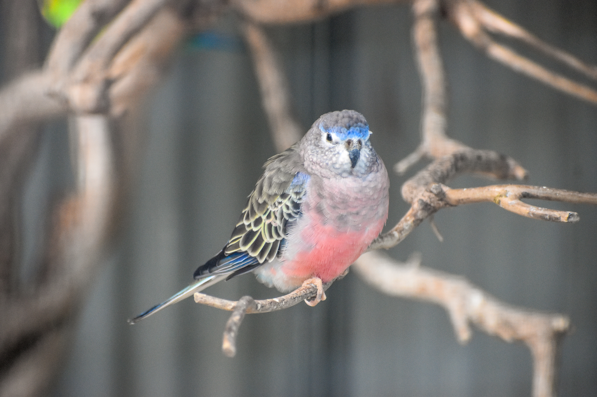 Bourke's Parrot