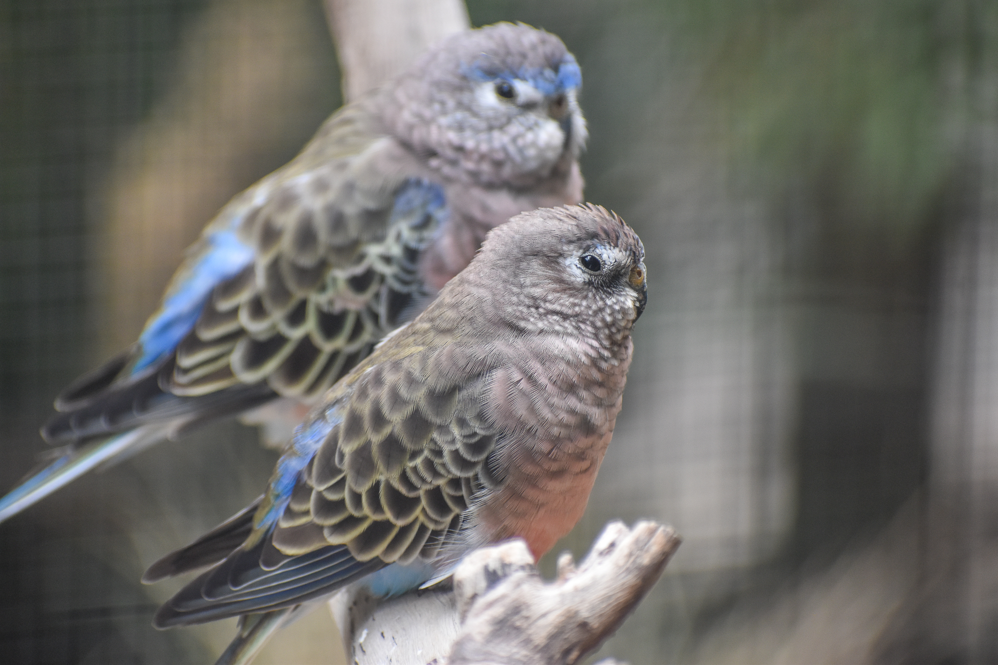 Bourke's Parrots