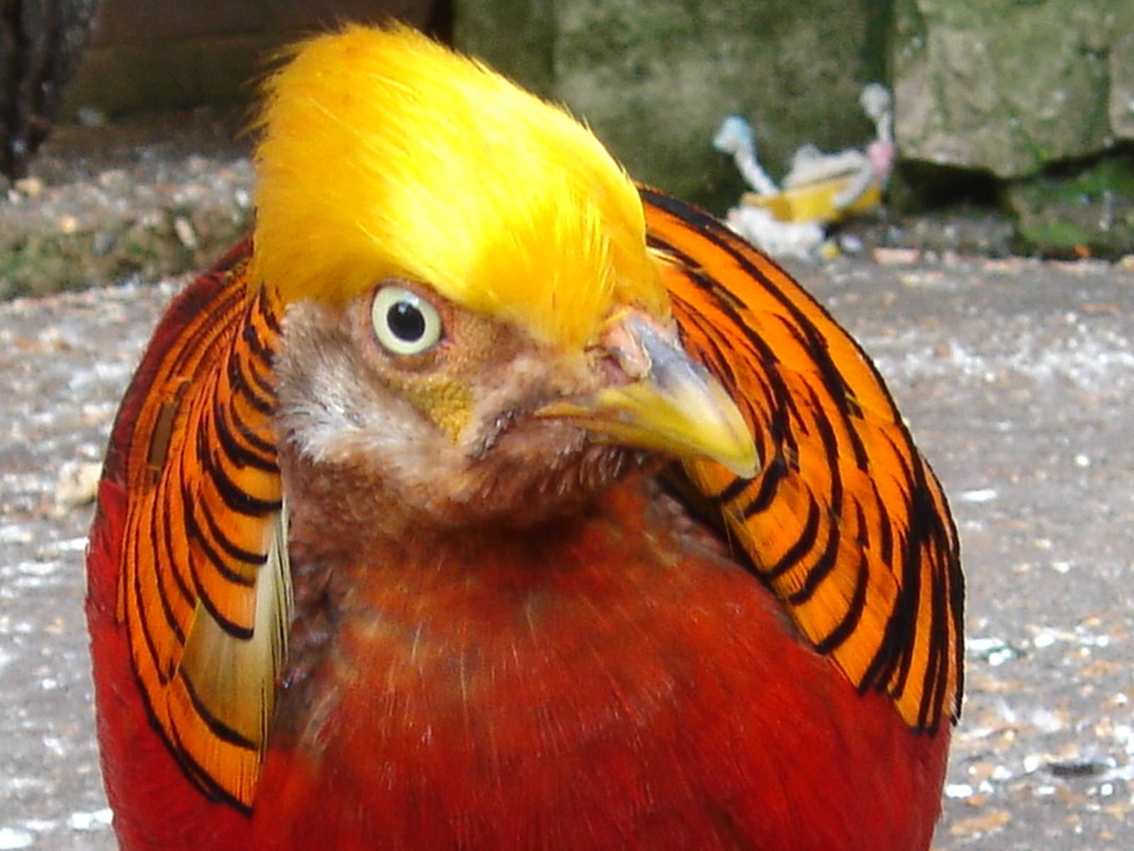 Bournemouth Gardens Aviary.