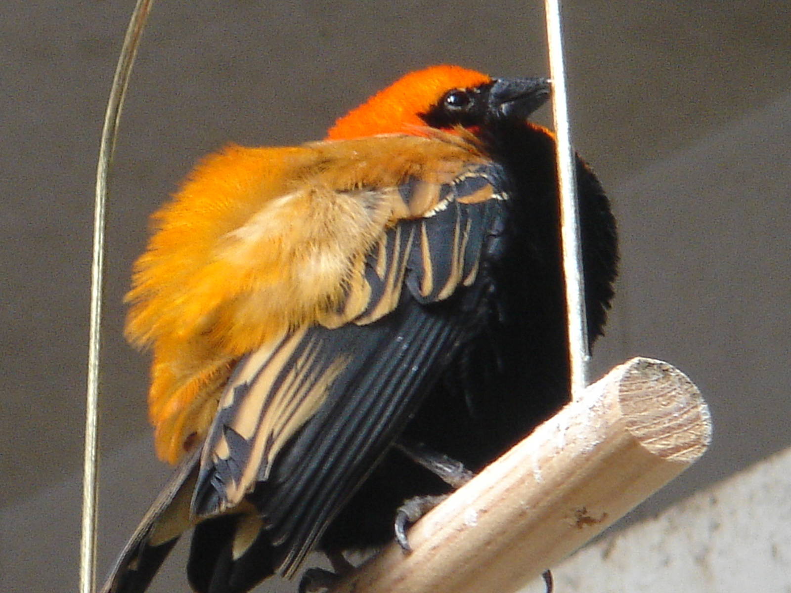 Bournemouth Gardens Aviary.
