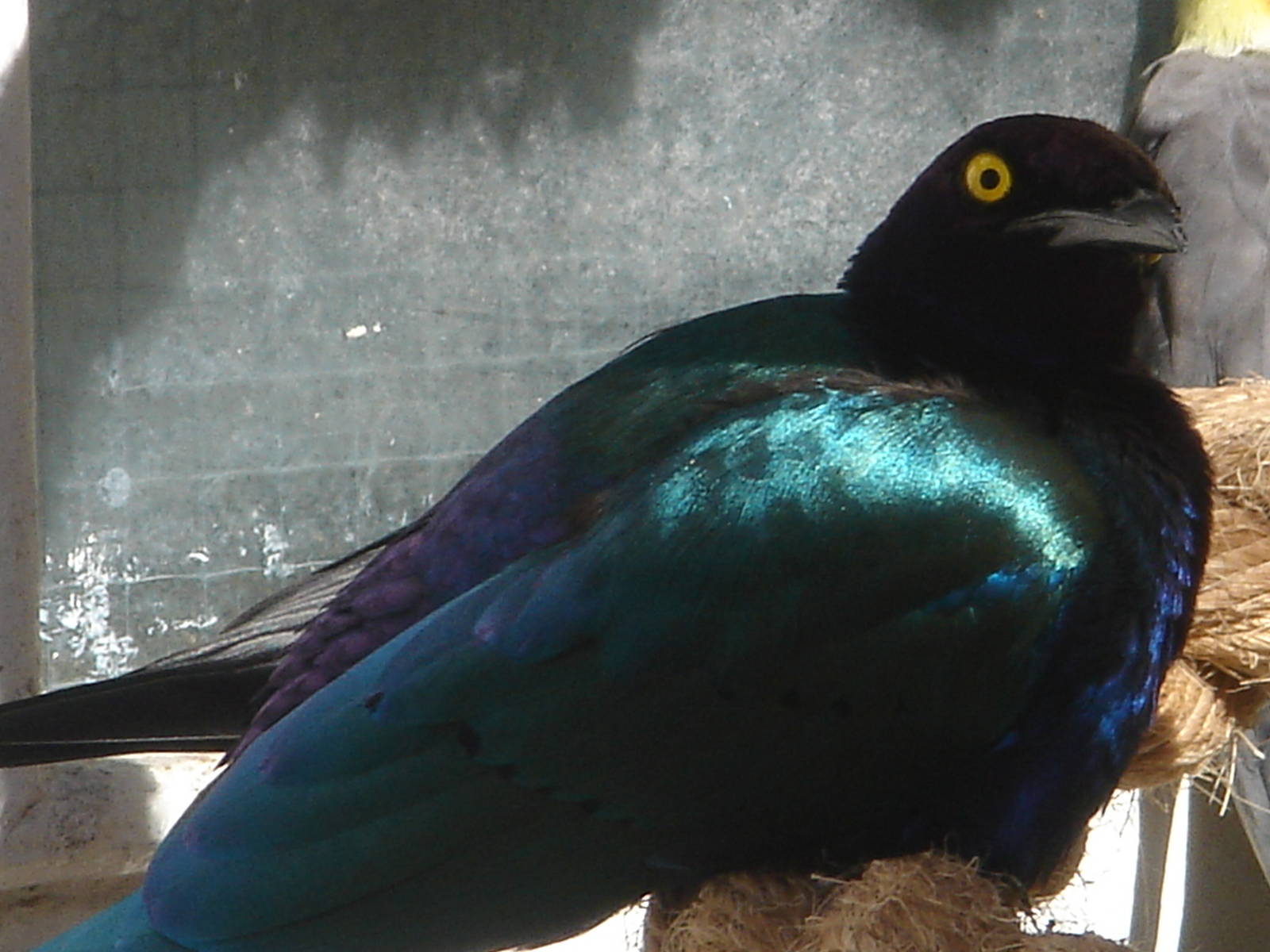 Bournemouth Gardens Aviary.