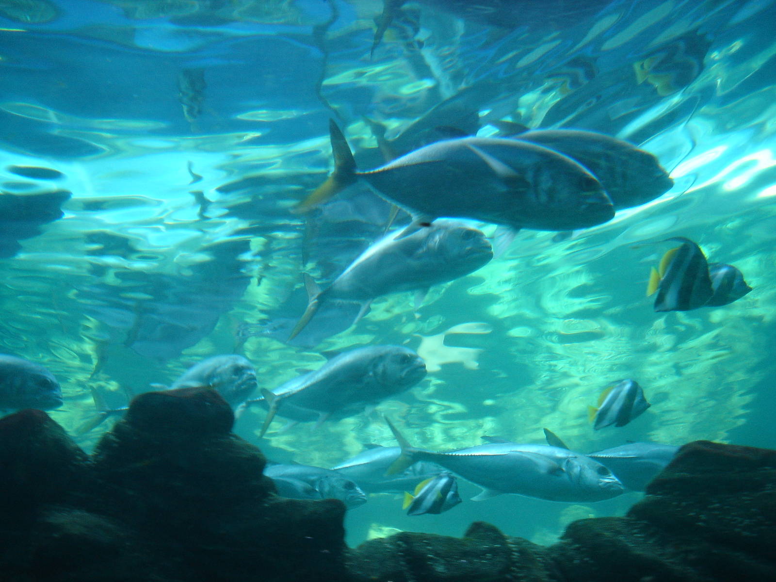 Bournemouth Oceanarium