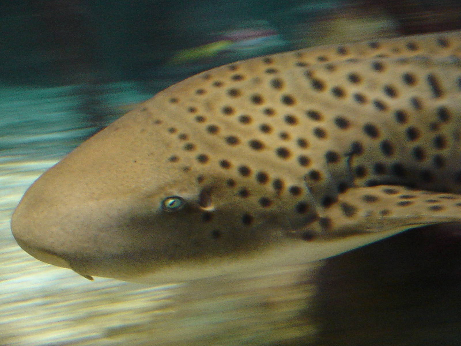 Bournemouth Oceanarium